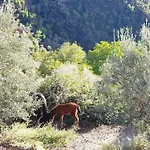 Αλαγονία Ξύλινα Καταλύματα *