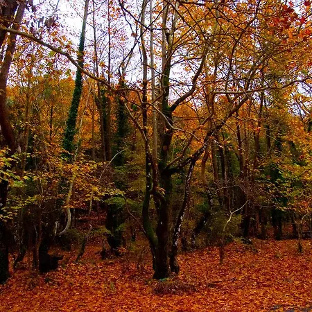 Alagonia Country Homes Alagonía
