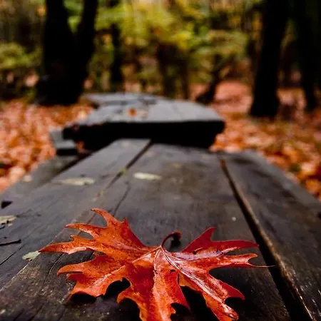 Alagonia Country Homes Alagonía