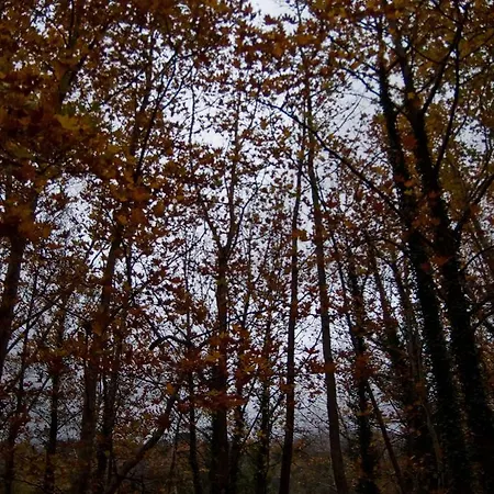 Chalet Alagonia Country Homes Alagonía