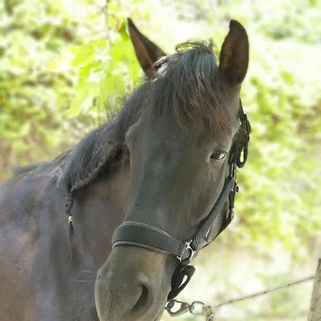Alagonia Country Homes Chalet