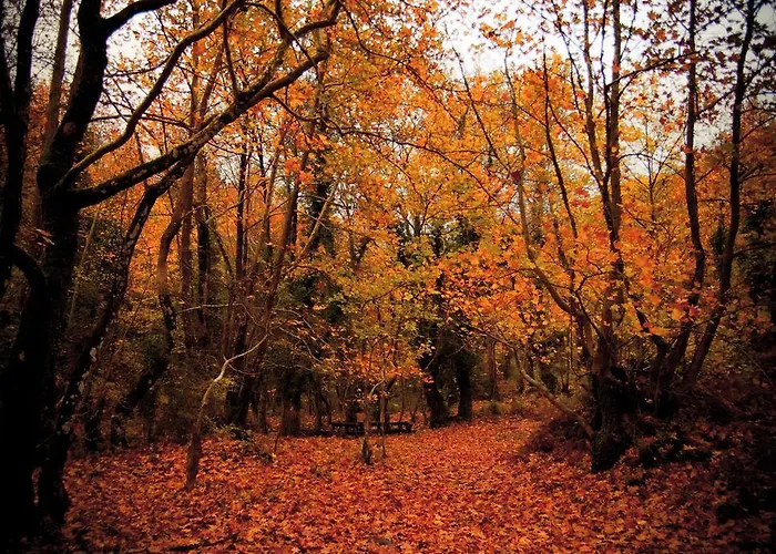 Alagonia Country Homes