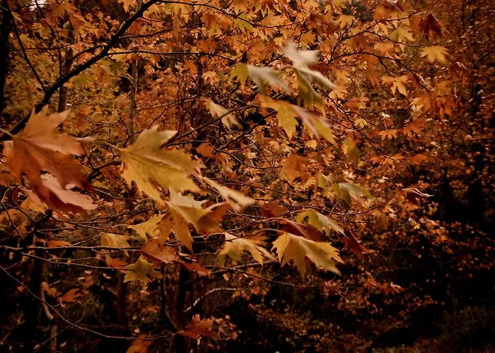 Alagonia Country Homes