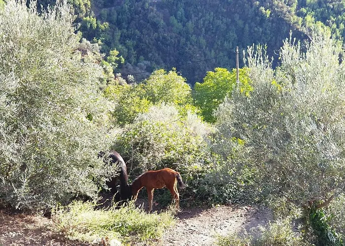 Alagonia Country Homes *