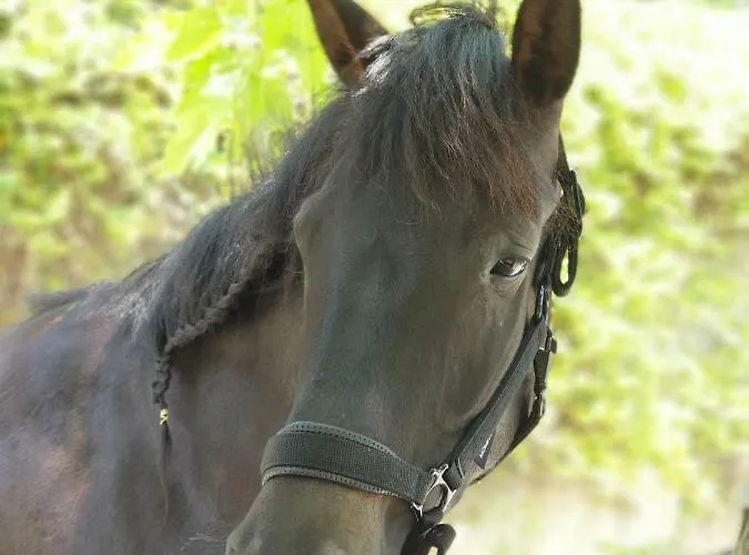 Alagonia Country Homes Alpehytte