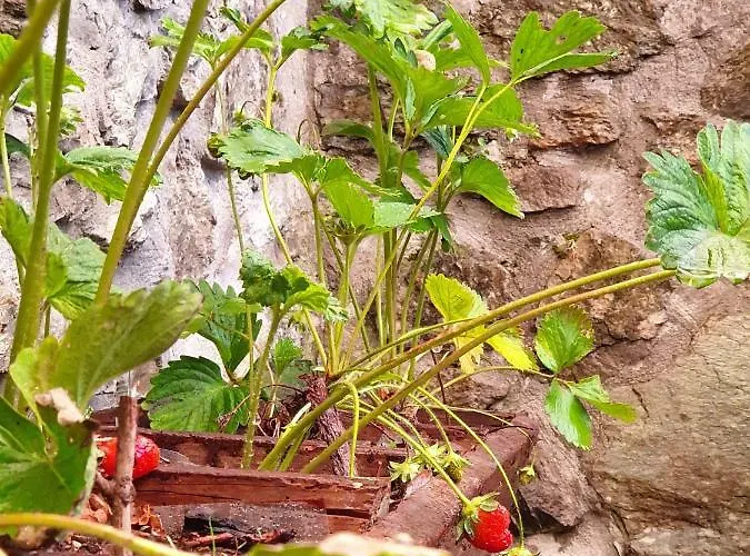 Alagonia Country Homes Alagonía